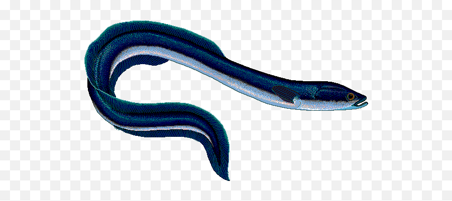 Download Eel Drawing Scientific - Anguilla Anguilla Png Eel With No Background,Eel Png