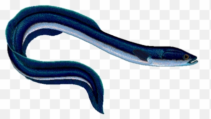 Download Eel Drawing Scientific - Anguilla Anguilla Png Eel With No Background,Eel Png
