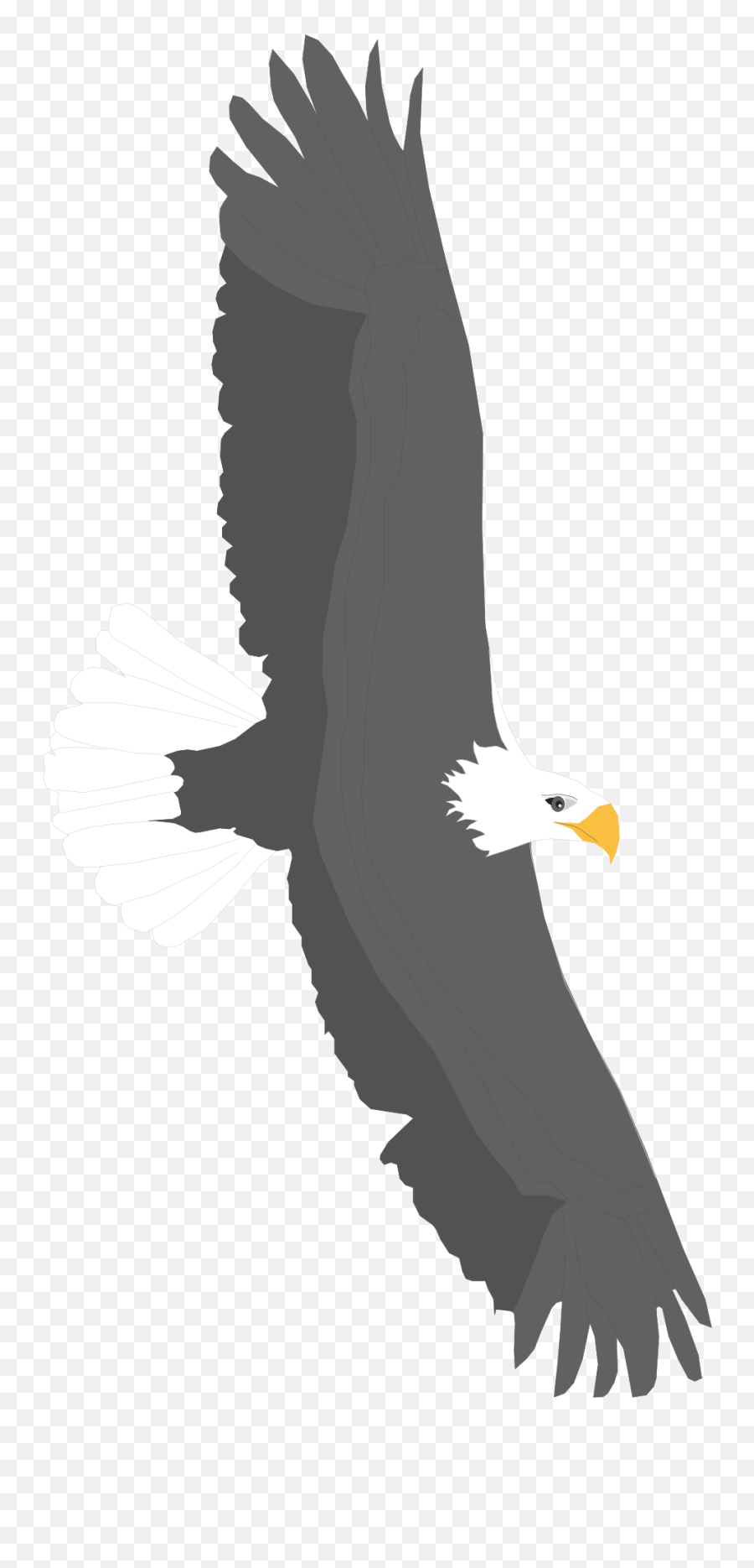 White And Black Eagle Is Flying Clipart Free Image - Bald Eagle Png,Eagle Flying Png