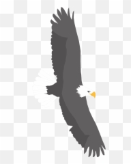 White And Black Eagle Is Flying Clipart Free Image - Bald Eagle png