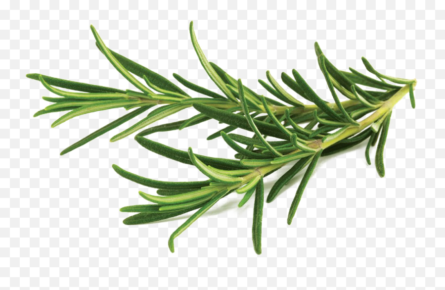 Rosemary Png Transparent Image - Rosemary Herb,Rosemary Png