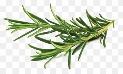 Rosemary Png Transparent Image - Rosemary Herb,Rosemary Png
