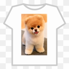 Boo - Pomeranian Roblox Little Dog In The World Png,Pomeranian Png