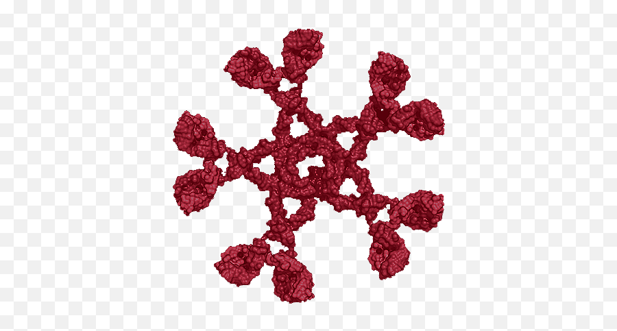 Home - Igm Antibody Png,Antibody Png