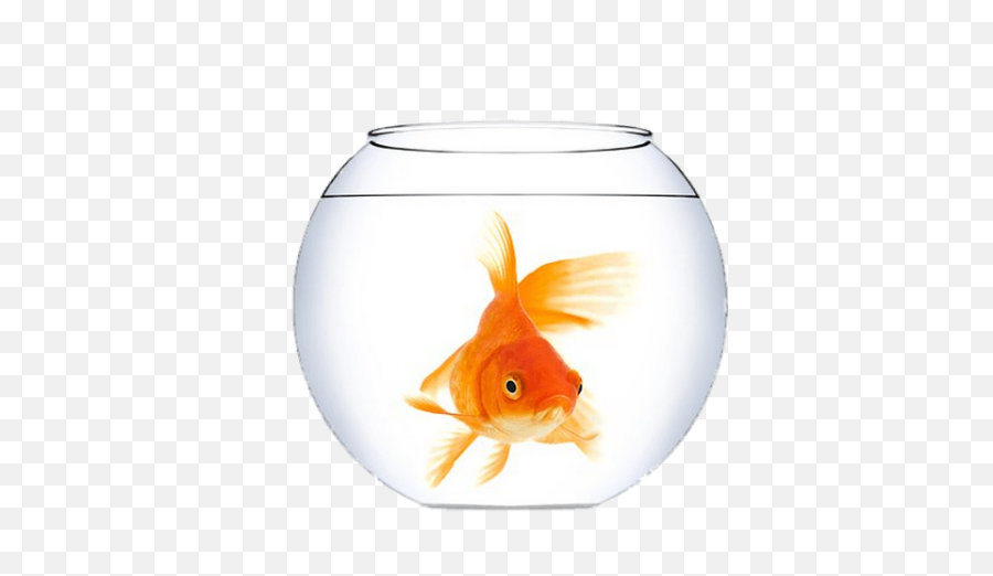 Goldfish In A Fish Bowl Transparent Png - Goldfish In Bowl Png,Goldfish Transparent