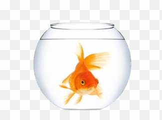 Goldfish In A Fish Bowl Transparent Png