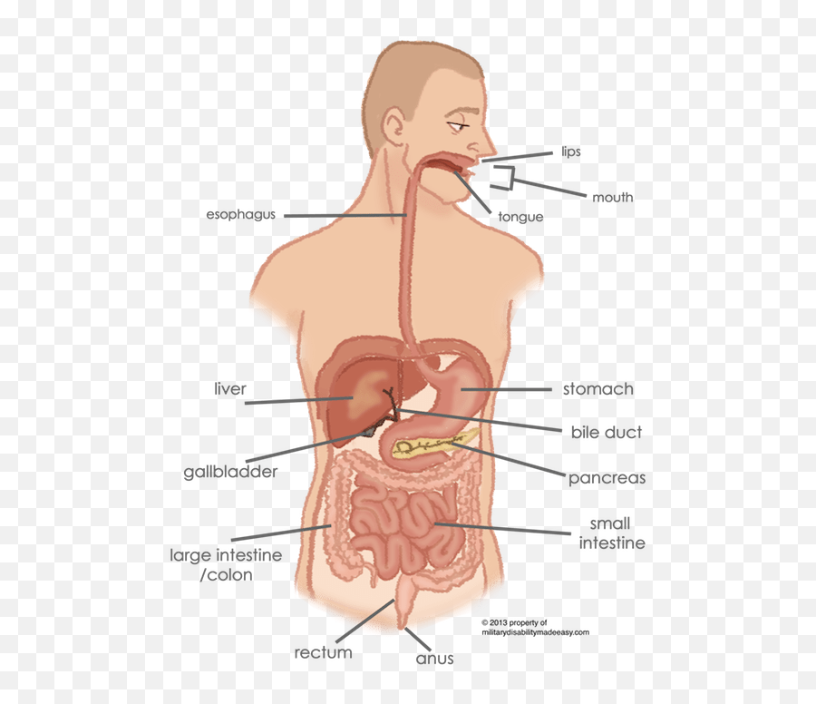 Military Disability Made Easy - Does Food Travel Through The Digestive System Png,Digestive System Png