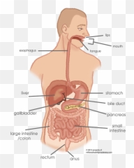 Military Disability Made Easy - Does Food Travel Through The Digestive System Png,Digestive System Png
