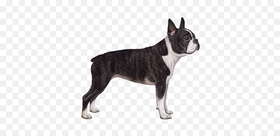 Boston Terrier Facts - Boston Terrier Mostly Black Png,Boston Terrier Png