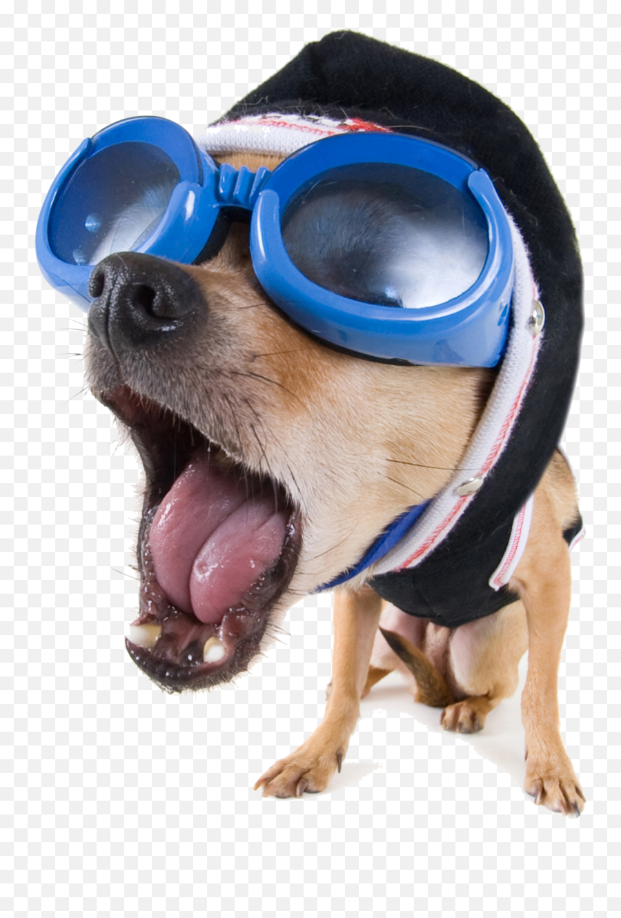 Download Funny Vector Dog Stock - Funny Stock Image Dog Png,Funny Dog Png