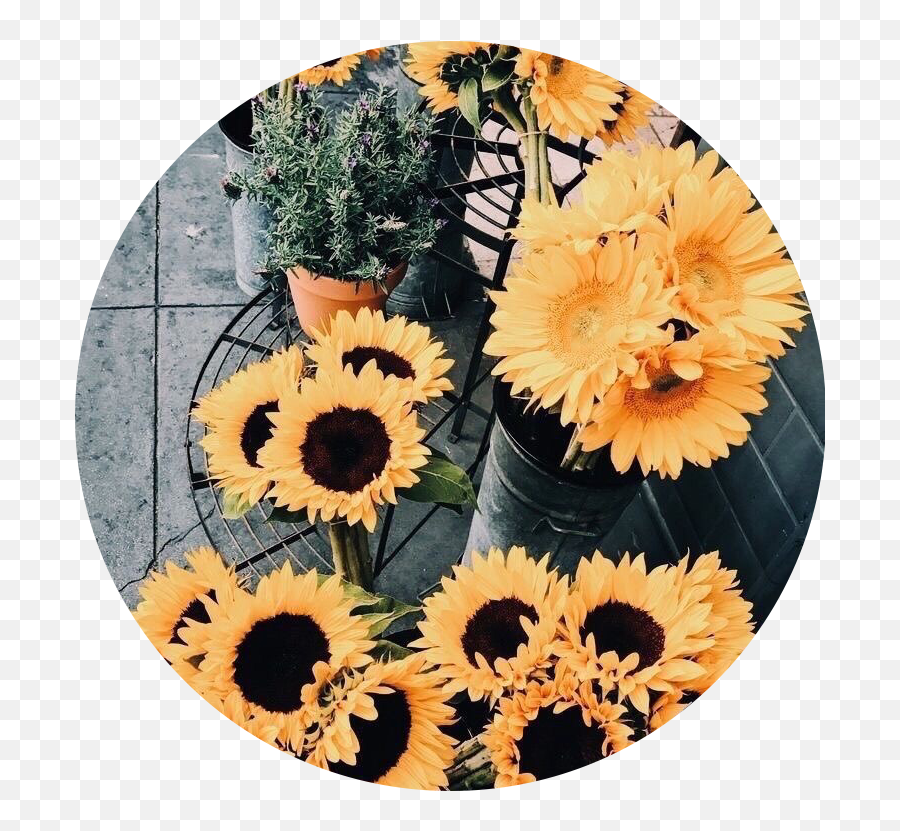 Sunflower Tumblr Yellow Sticker By Joslin Png Niche Icon