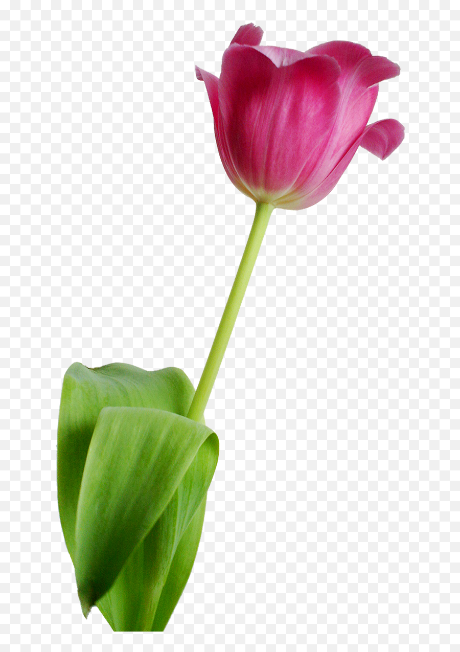 Tulip Flower Rosa Nature Transparent - Flowers Nature Transparent Background Png,Tulip Transparent