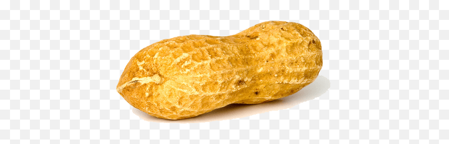 Peanut Solo Transparent Png - Peanut Png,Peanut Transparent