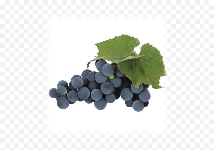 Download Grape - Concord Grapes Png Full Size Png Image Concord Grape Png,Grapes Png