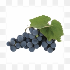 Download Grape - Concord Grapes Png Full Size Png Image Concord Grape Png,Grapes Png
