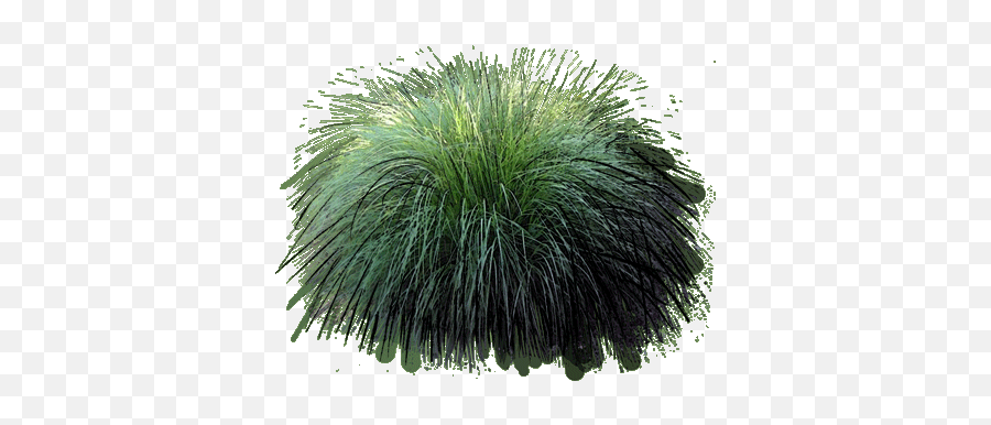 Ornamental Grass Png Fountain - Sweet Grass,Ornamental Grass Png