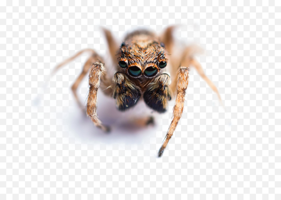 Jumping Spider Png Image With - Jumping Spider Png,Spider Transparent