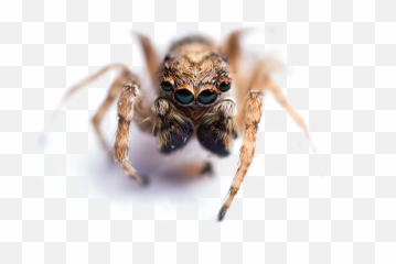 Jumping Spider Png Image With