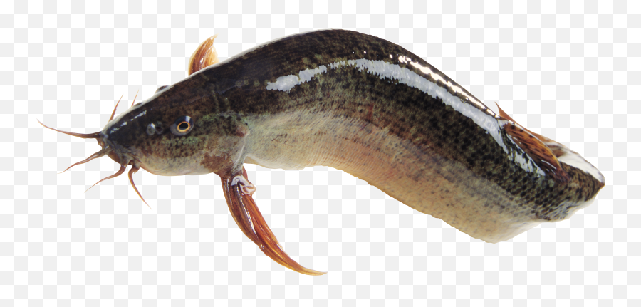 Fish Icon - Magur Fish Png,Fish Png