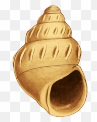 Concha Do Mar Desenho Png 1 Image - Concha Do Mar Em Desenho Png,Concha Png
