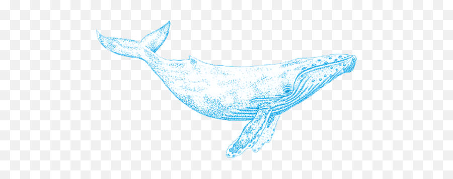 Humpback Whale - Ocean Conservancy Whale Png,Humpback Whale Png