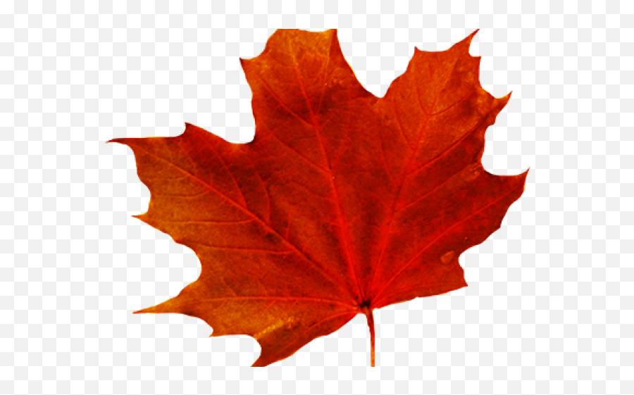 Maple Leaf Clipart Red - Png Download Full Size Background Transparent Fall Leaves Clip Art,Maple Tree Png