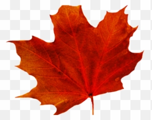 Maple Leaf Clipart Red - Png Download Full Size Background Transparent Fall Leaves Art
