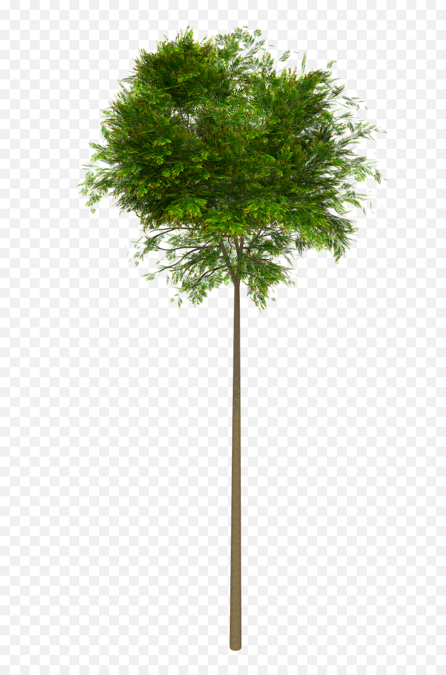 Download Hd Naturaleza - High Tree Png,Arbol Png