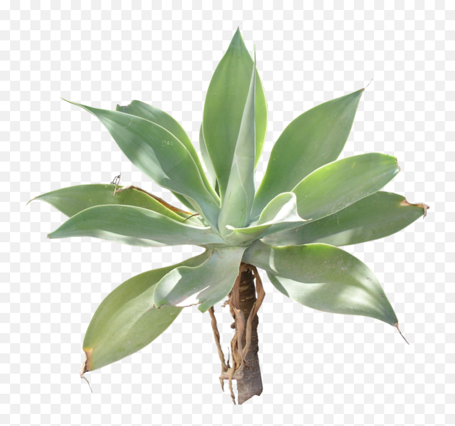 Download Free Png Agave - Plants,Agave Png