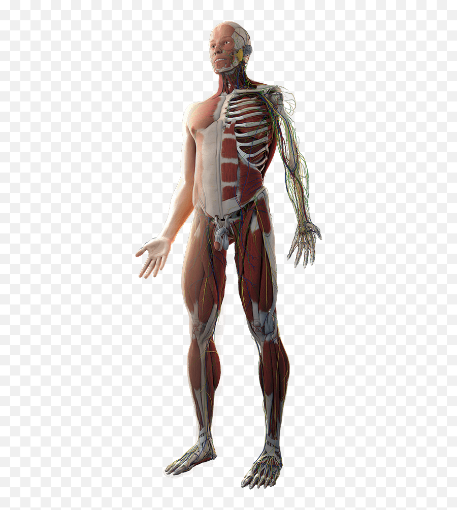 Virtual Medicine - Human Anatomy Human Body Png,Human Body Png