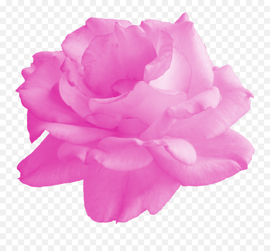 6 Pink Rose - Pink Rose Png Transparent,Pink Roses Png
