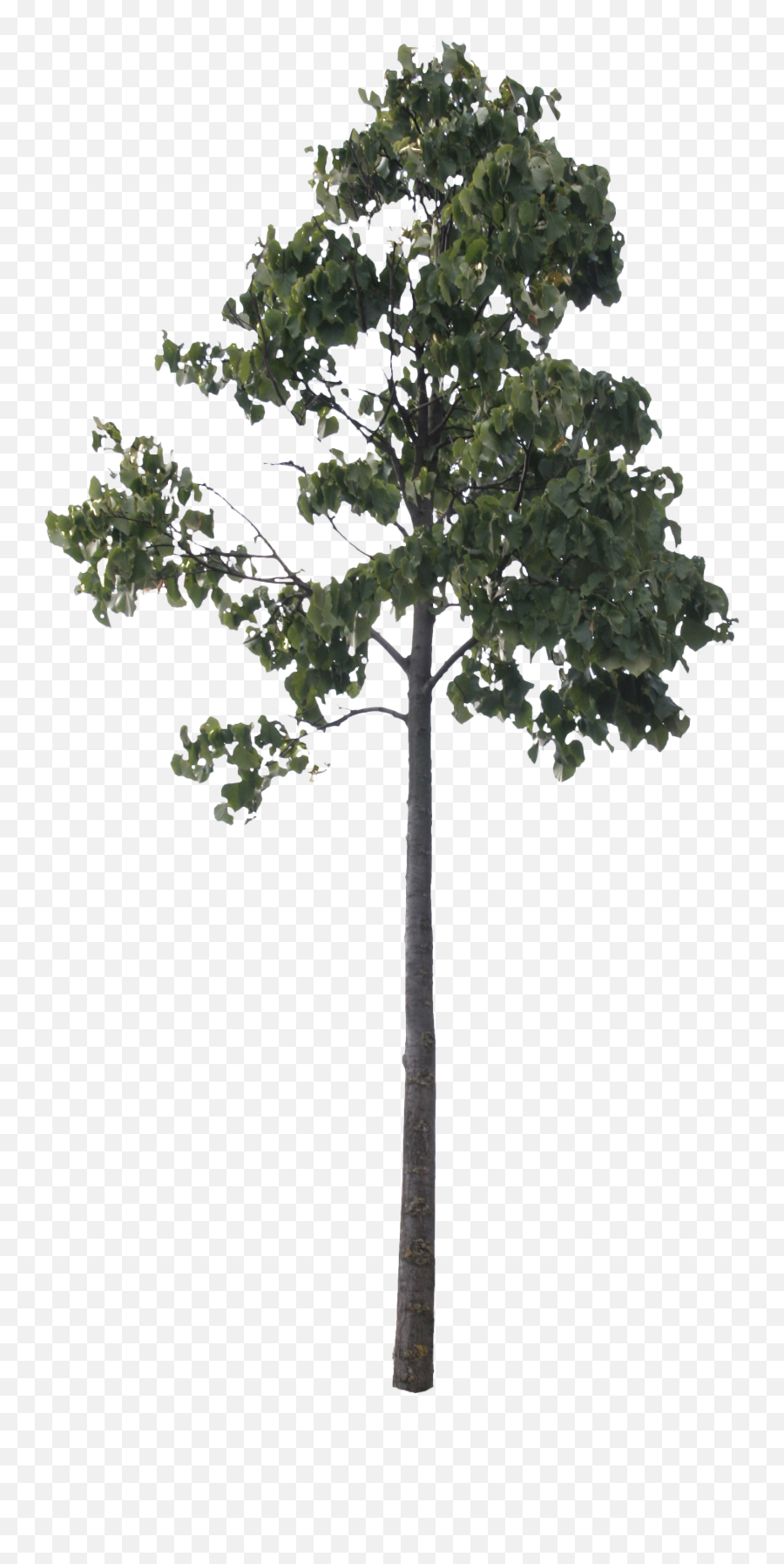 Small Poplar - Pine Cutout Png Free,Tree Cutout Png