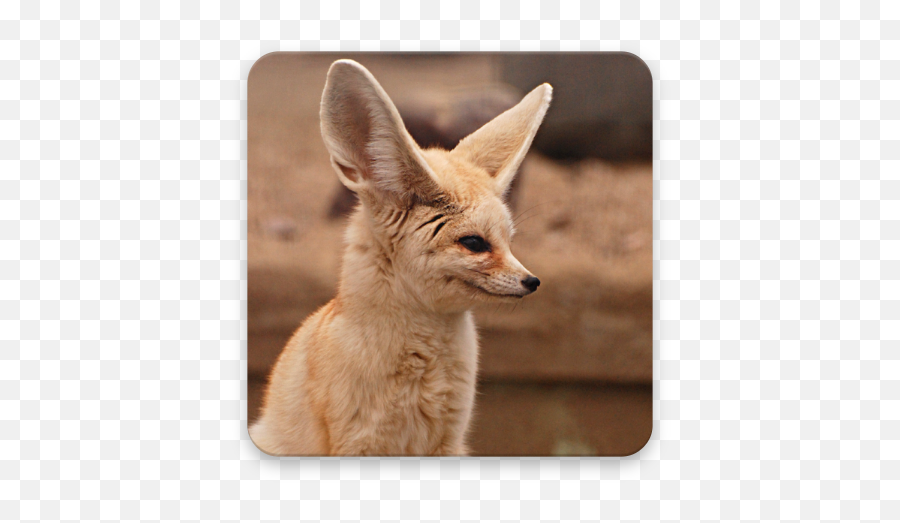 Fennec Fox Wallpapers - Fennec Fox Png,Fennec Fox Png