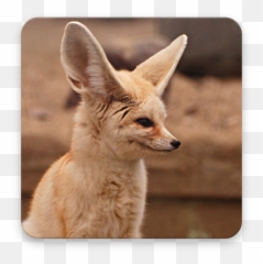 Fennec Fox Wallpapers - Fennec Fox Png,Fennec Fox Png