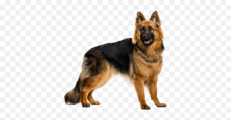 German Shepherd - German Shepherd Png,German Shepherd Png