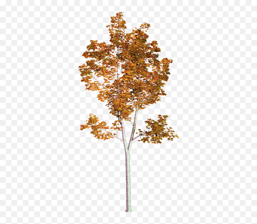Pin - American Sycamore Png,Watercolor Tree Png