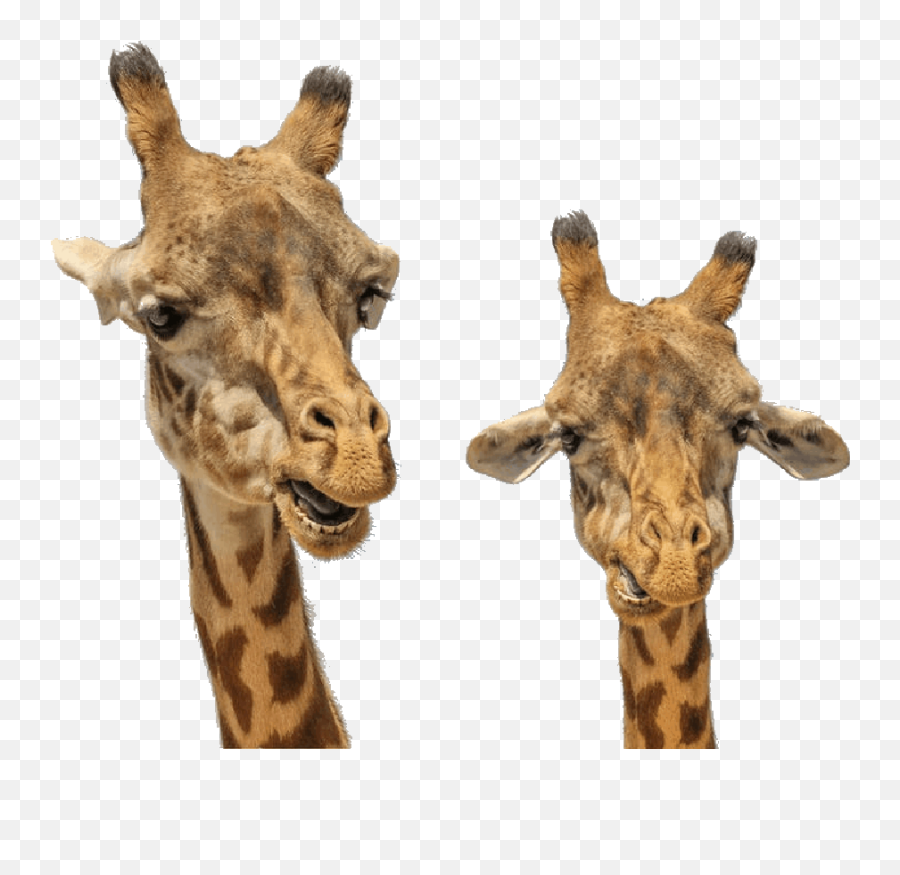 Transparent Colors In Gif - Male And Female Giraffe Difference Png,Transparent Animations