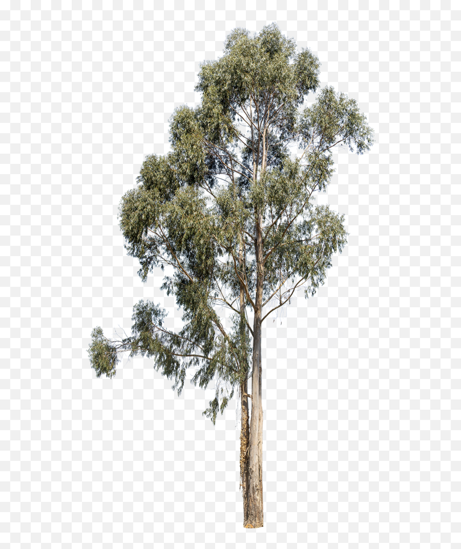 Eucalyptus Globulus - Transparent Eucalyptus Tree Png,Eucalyptus Png