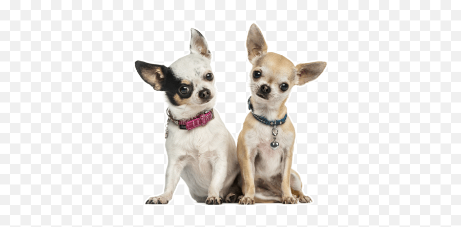 Chihuahua Puppies For Sale In Anderson - Two Chihuahuas Png,Chihuahua Png