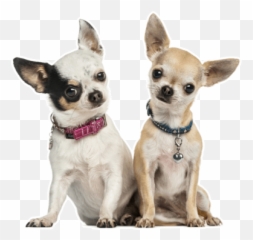 Chihuahua Puppies For Sale In Anderson - Two Chihuahuas Png,Chihuahua Png