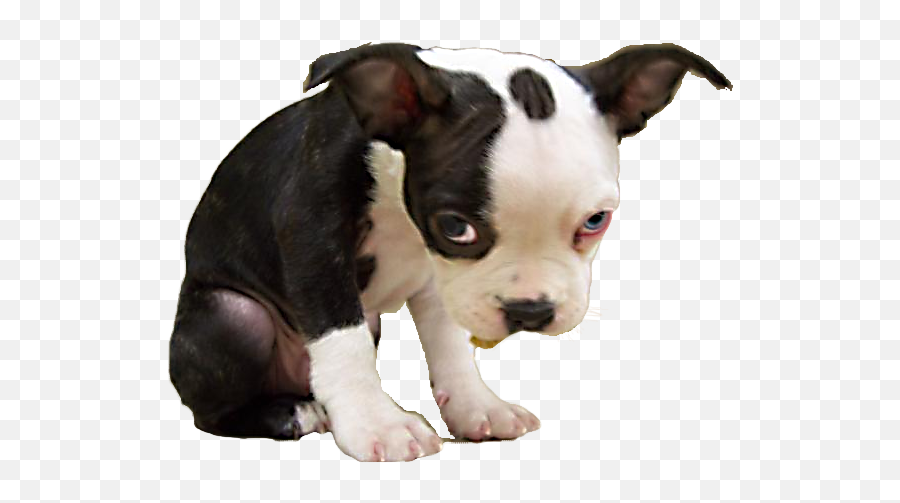 Sad Dog Ok Meme Transparent Png Image - Sad Puppy Dog Face,Sad Dog Png