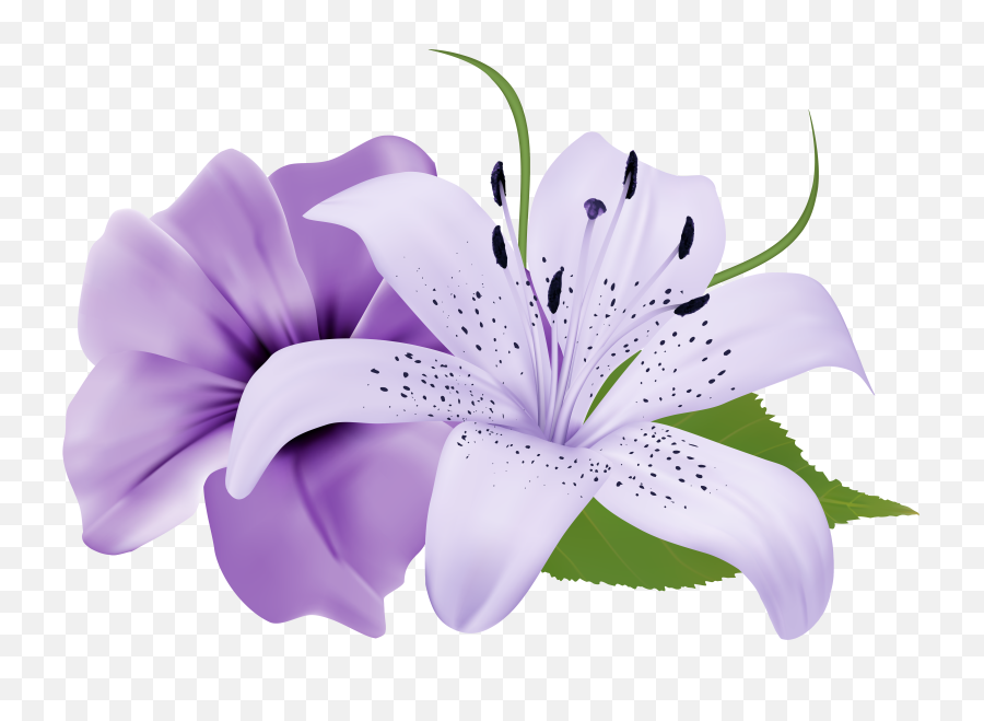 Two Exotic Flowers Png Clipart Image - Tiger Lily Purple Lily Flower,Purple Flowers Png