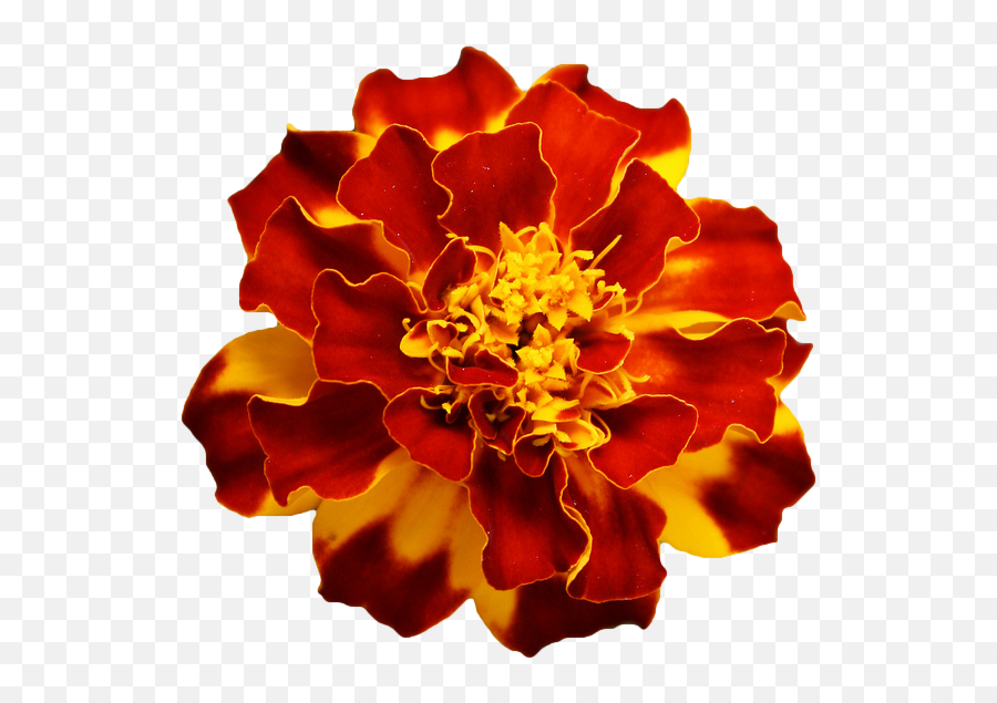 Marigold X Transparent Flowers Flower - Marigold Clipart Transparent Png,Red X Transparent Background