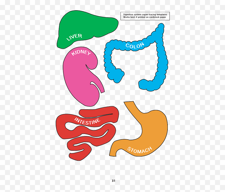 Meet Your Digestive System - Digestive System Parts Puzzle Png,Digestive System Png
