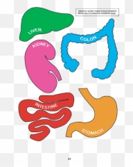 Meet Your Digestive System - Digestive System Parts Puzzle Png,Digestive System Png