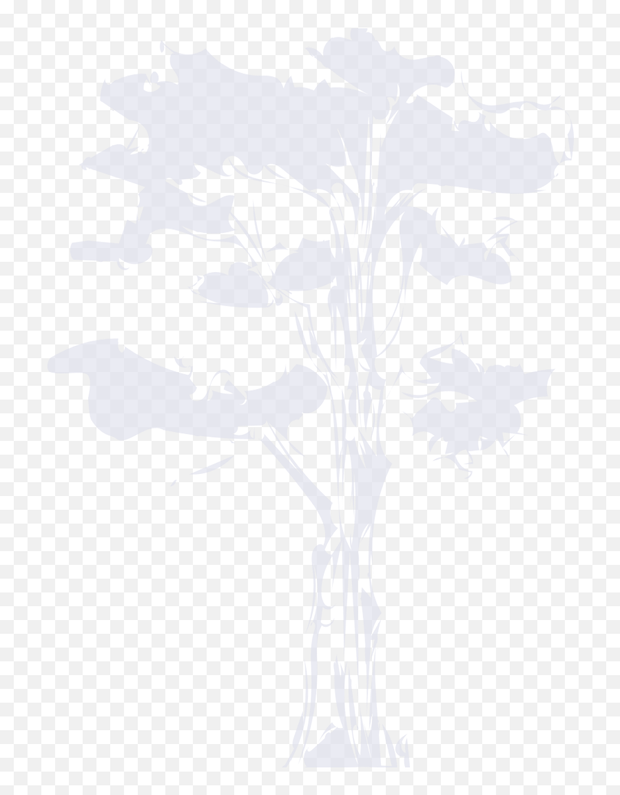 Plant Collections Sf Botanical Garden - Sketch Png,Acacia Tree Icon
