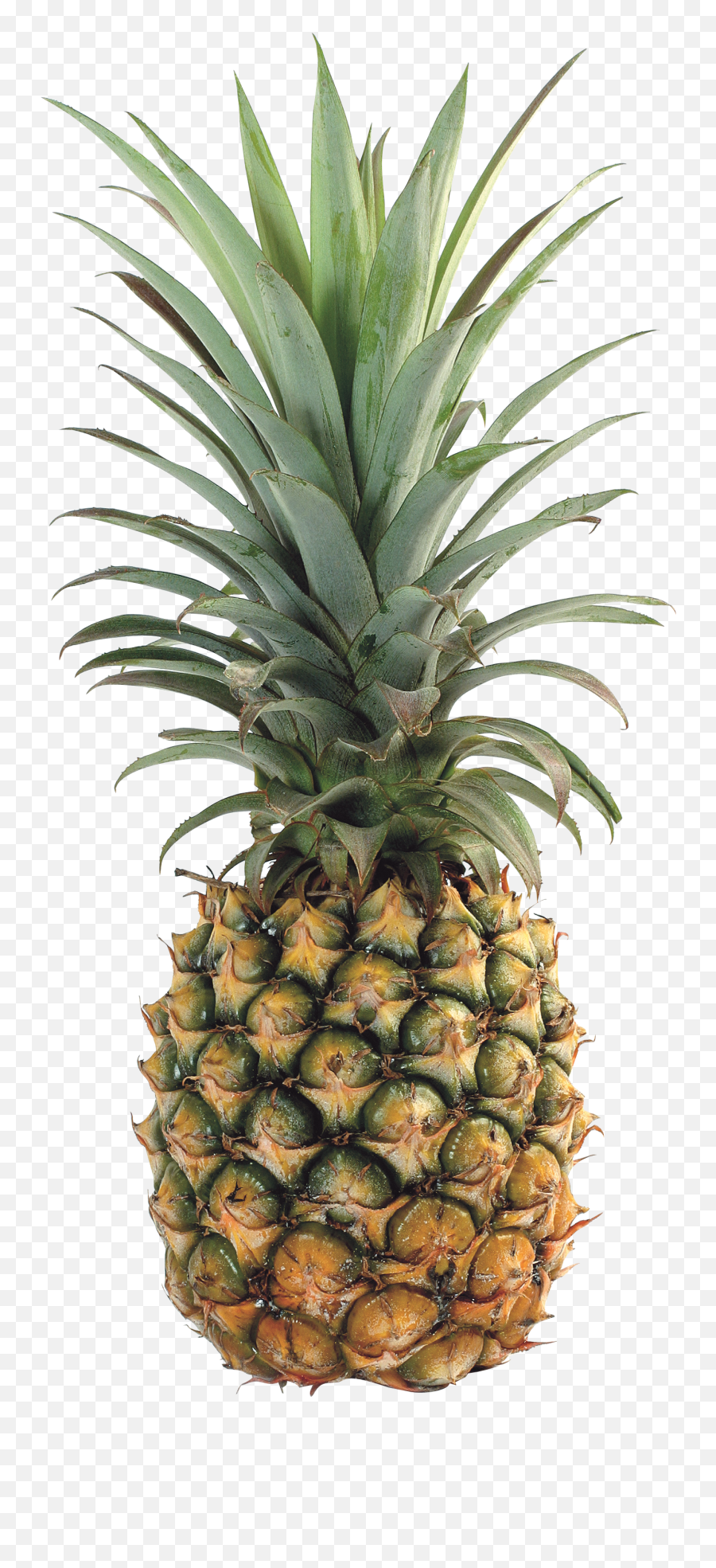 33 Pineapple Png Images Collected For Free Download - Ananas Png,Fruits Png