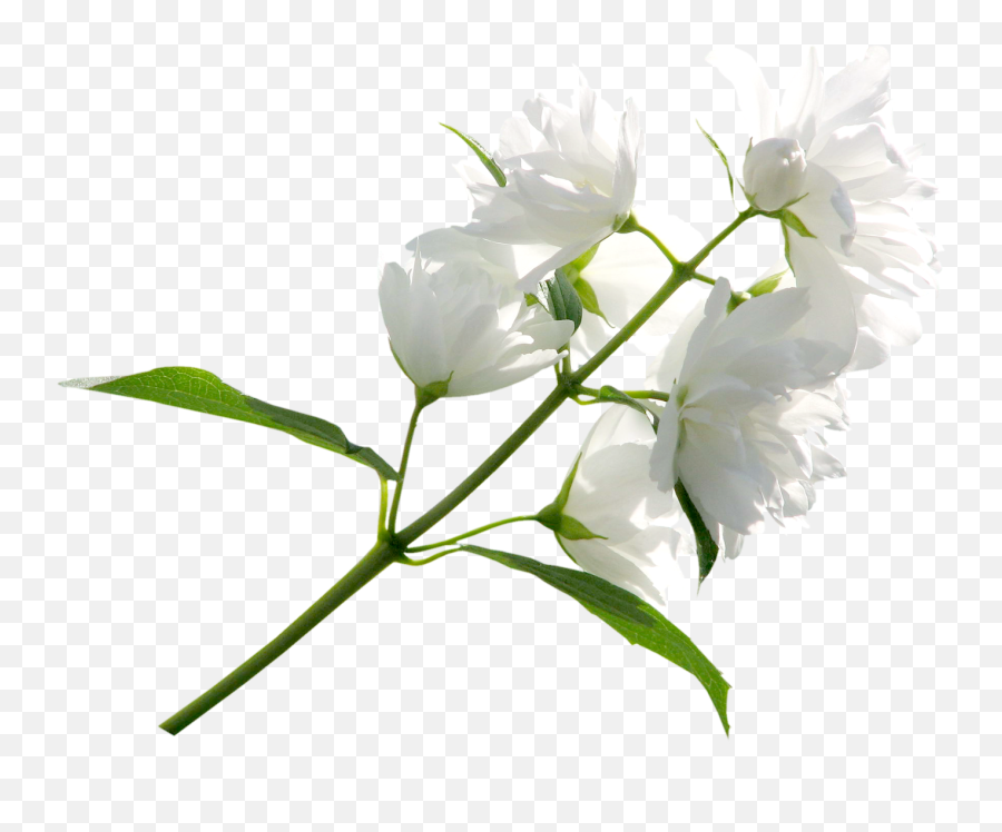 White Floral Png Transparent - White Flowers Transparent Background,Real  Rose Png - free transparent png images 