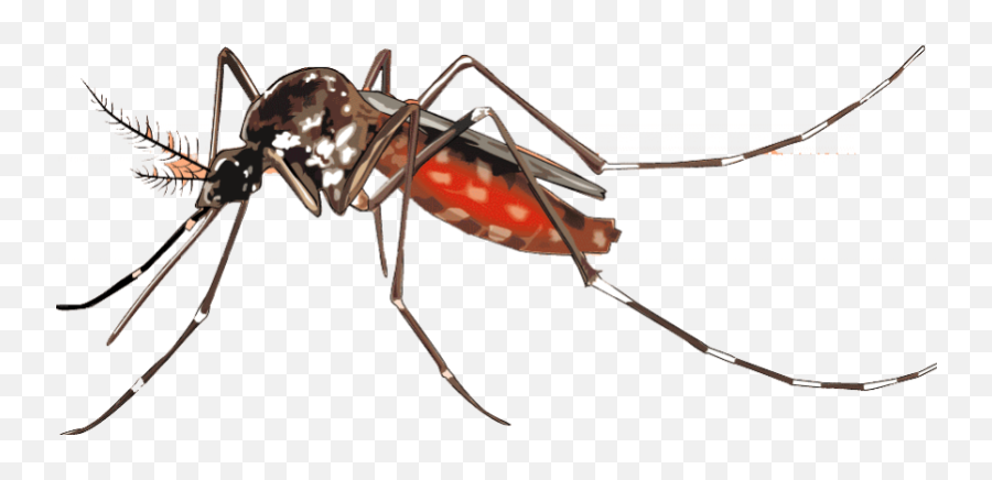 Mosquito Png Background Image - Dengue Mosquito Png,Mosquito Transparent