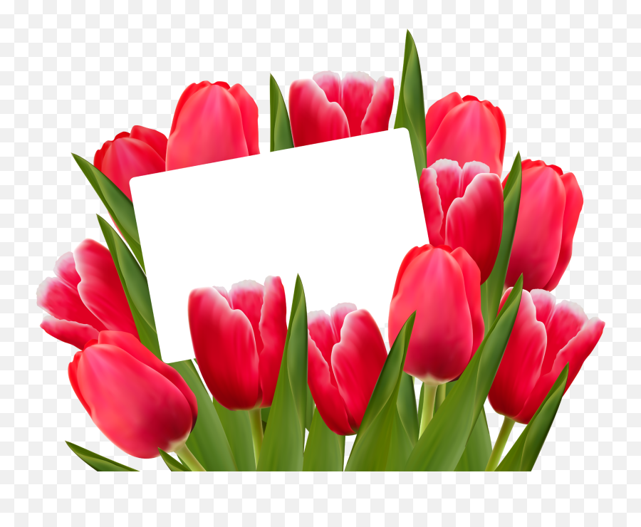 Tulip Flower Png Images Free Gallery - Tulips Png,Tulip Transparent